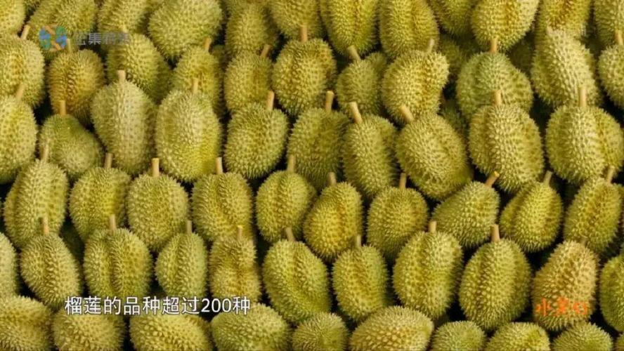 豆瓣纪录片水果传,一部记录中国水果变迁的纪录片。+