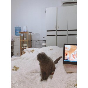 【亲测系列，追剧神器】免费，无广告被窝追剧！