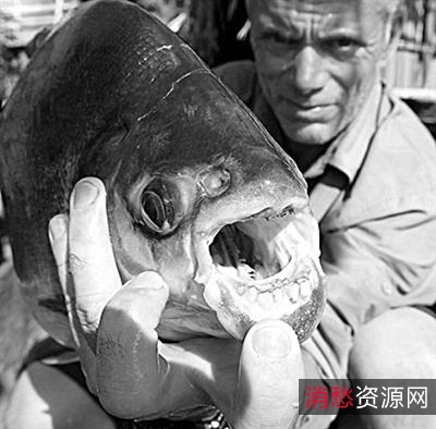 《食人鱼3D：血腥爆头，16x恐怖体验》