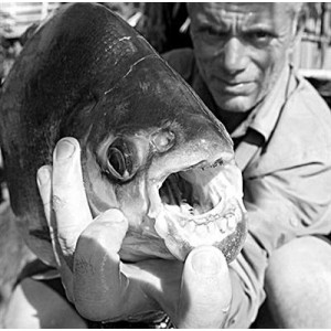 《食人鱼3D：血腥爆头，16x恐怖体验》