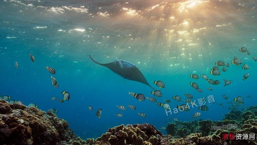 《2021完美星球1-5纪录片1080p：阿里云视频点播，清晰见证完美星球的美景》