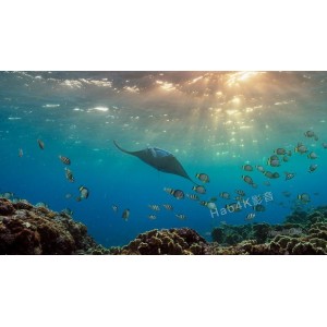 《2021完美星球1-5纪录片1080p：阿里云视频点播，清晰见证完美星球的美景》