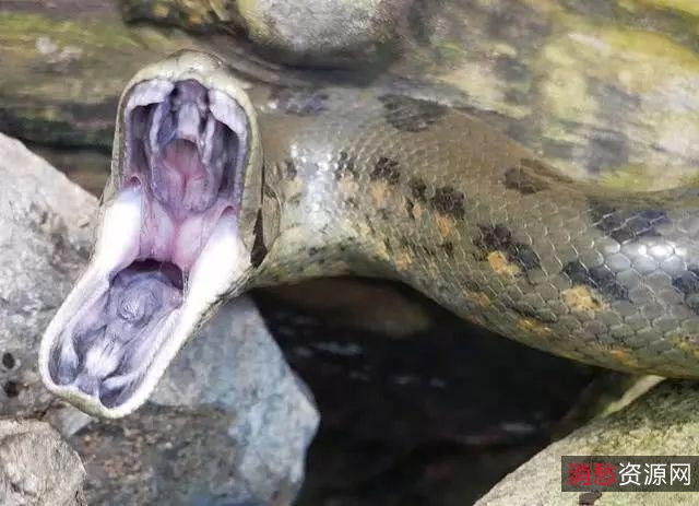 《狂蟒之灾1-4系列：血腥、蟒蛇与人性的未分级恐怖之旅》