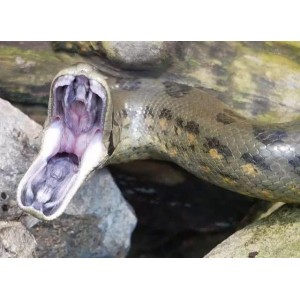 《狂蟒之灾1-4系列：血腥、蟒蛇与人性的未分级恐怖之旅》