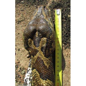 《狂蟒之灾1-4系列：血腥、蟒蛇与人性的未分级恐怖之旅》